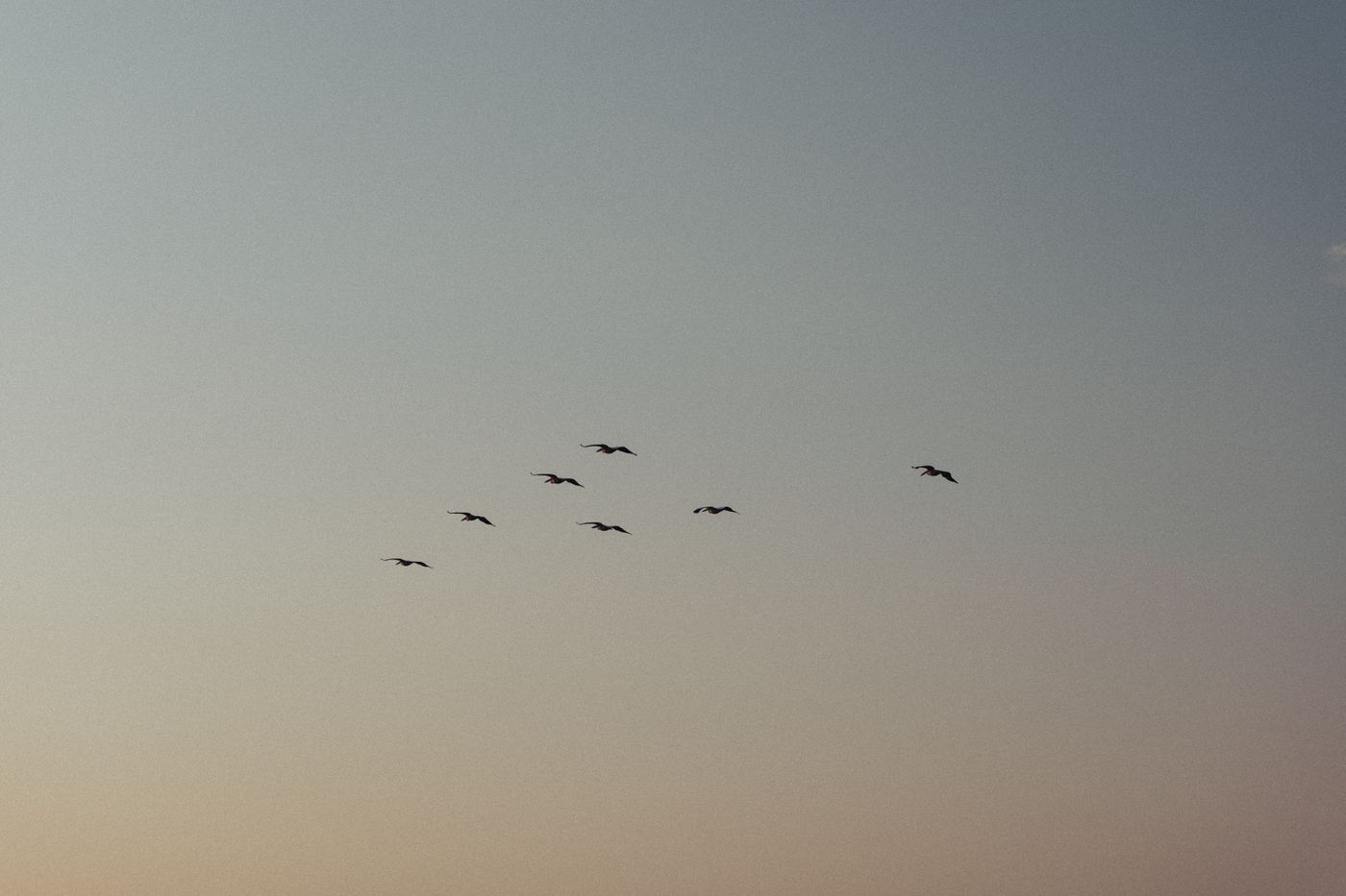 Oiseaux volant dans le ciel du soir, évocation de l'ornithomancie