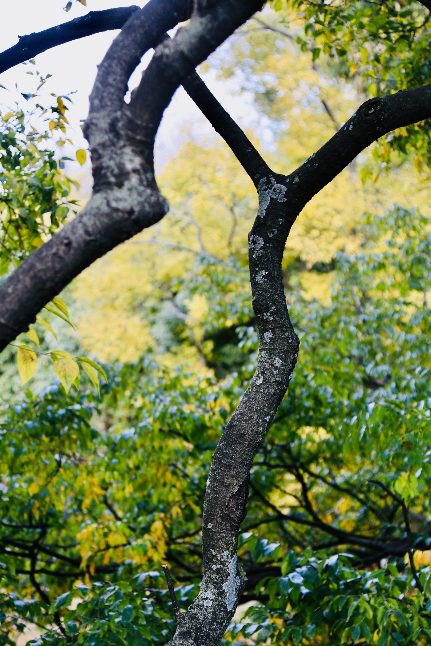 Branches d'arbre entrelacées, évocation de la baguette de sourcier