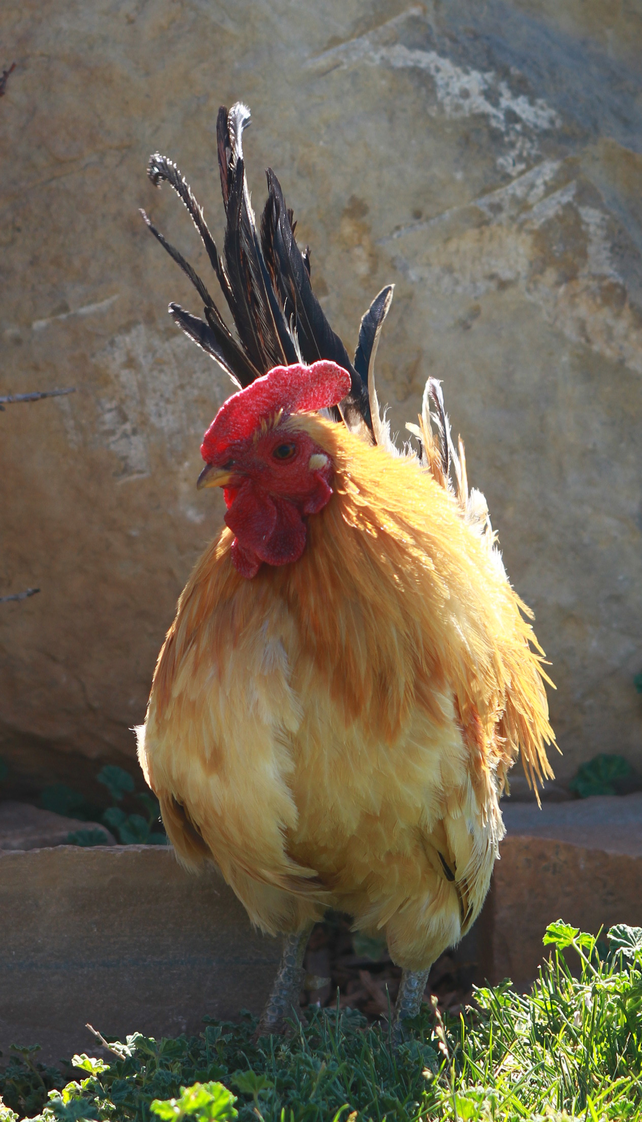 Coq, évocation de l'alectryomancie, la divination par le coq picorant des grains