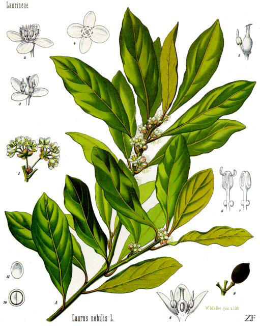 Planche botanique du laurier (Laurus nobilis), évocation de la botanomancie