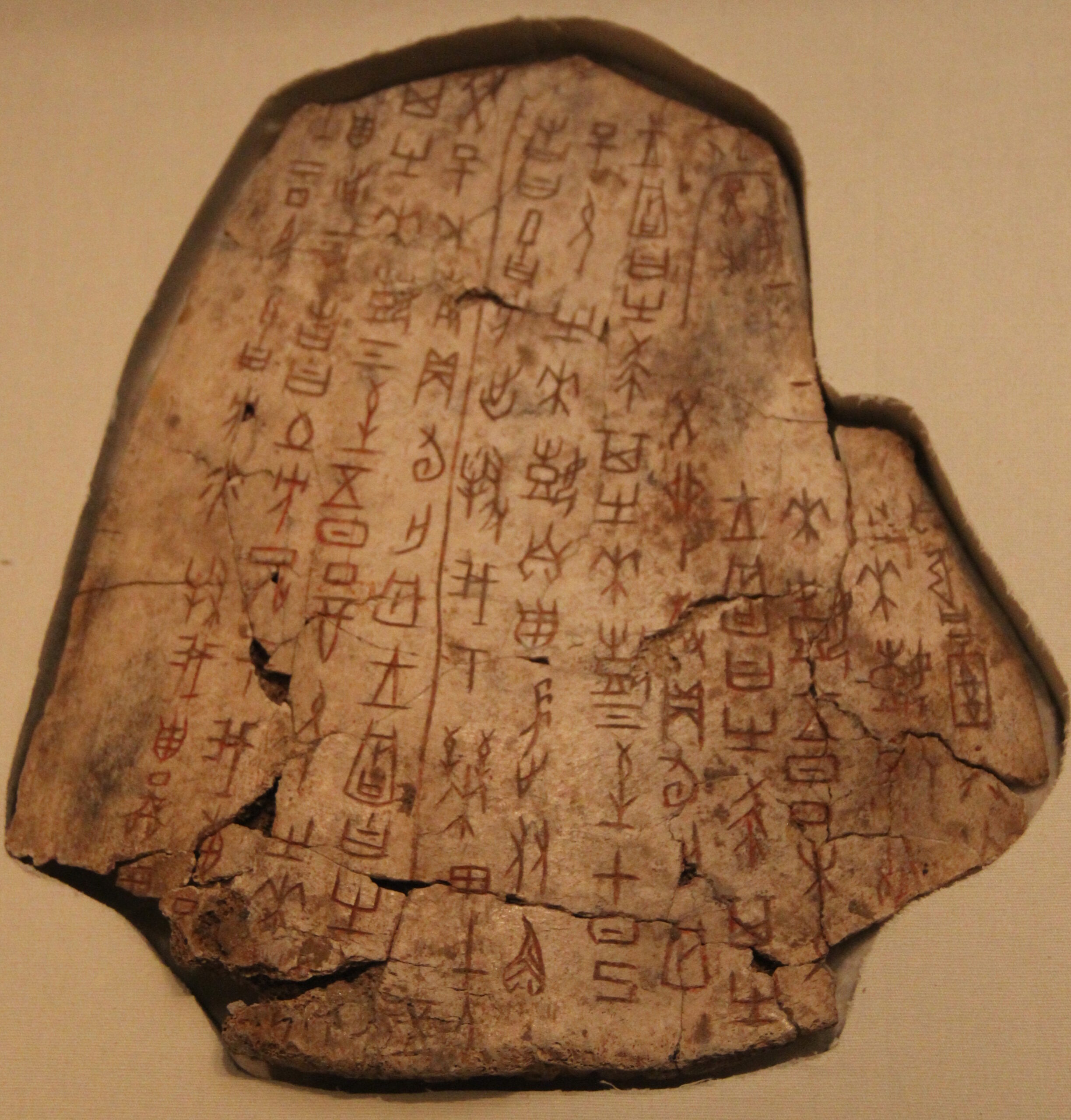 Omoplate de bœuf inscrite utilisée pour la divination sous la dynastie Shang, évocation de la scapulomancie