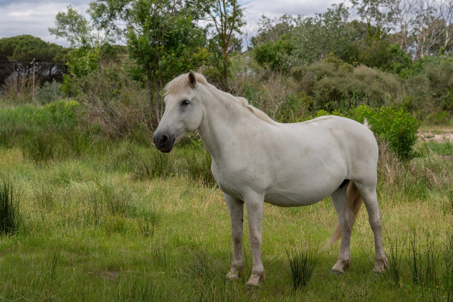 Cheval blanc dans un pré sous un ciel nuageux, évocation de l'hippomancie, la divination par l'observation des chevaux